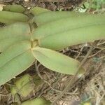 Calyptrochilum christyanum Hoja
