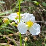 Sagittaria lancifolia Fiore