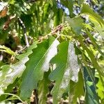 Quercus cerris Blad