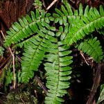 Adiantum terminatum Folha