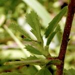 Ononis spinosa Leaf