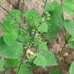 Salvia tiliifolia Kwiat