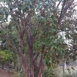 Chrysophyllum cainito Fruto