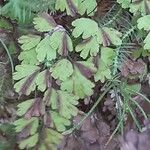 Adiantum raddianum موطن