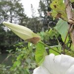 Calystegia sepium ᱵᱟᱦᱟ