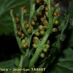 Botrychium matricariifolium Fruto