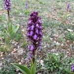 Himantoglossum robertianum Fula