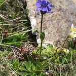 Veronica bellidioides Blad