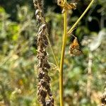 Melilotus altissimus Fruit