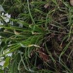 Allium triquetrum Tervik taim