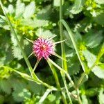 Tragopogon angustifolius Çiçek