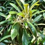 Brachylaena huillensis Leaf