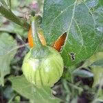 Solanum aethiopicum ফল