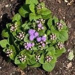 Ageratum houstonianum Συνήθη χαρακτηριστικά