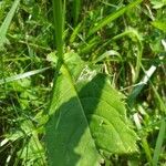 Cirsium oleraceum Kůra