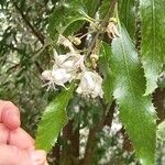 Camellia tsaii Blomma