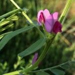 Vicia segetalis Λουλούδι