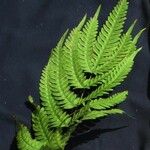 Pteris quadriaurita Annet