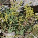 Alchemilla flabellata Хабит