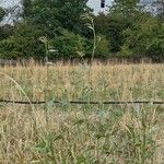 Atriplex micrantha Blad