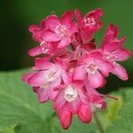 Ribes sanguineum Flor