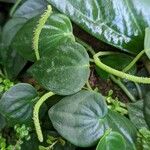 Peperomia urocarpa 葉