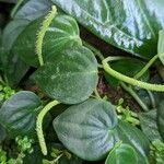 Peperomia urocarpa Feuille