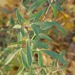 Chamaecytisus ruthenicus Leaf