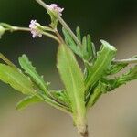 Valeriana vesicaria Leaf