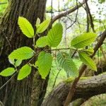 Nothofagus alpina Hoja
