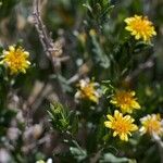 Trixis californica Hábito