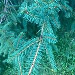 Picea laxaLeaf