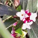 Daphne odora Flower