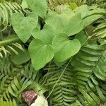 Aristolochia ringens Folio