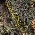 Artemisia caerulescens Floro