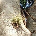 Tillandsia recurvata पत्ता