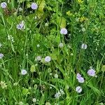 Succisella inflexa 花