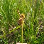 Carex flava