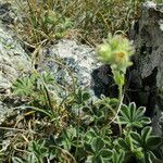 Potentilla nivalis Levél