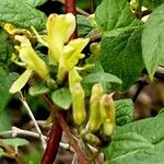 Lonicera acuminata Flor