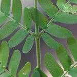 Osodendron altissimum Leaf