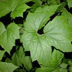 Actaea elata Leaf