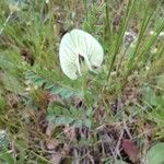Vicia hybrida Blomma