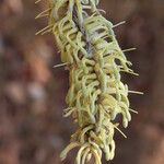 Faurea rochetiana Blüte