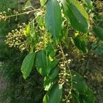Prunus serotina Floro