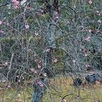 Prunus mume Хабит