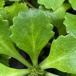 Saxifraga cuneifolia Leaf