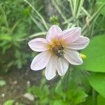 Dahlia merckii Flower