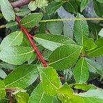 Salix daphnoides ഇല