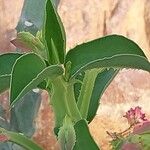 Euphorbia magnifica Leaf